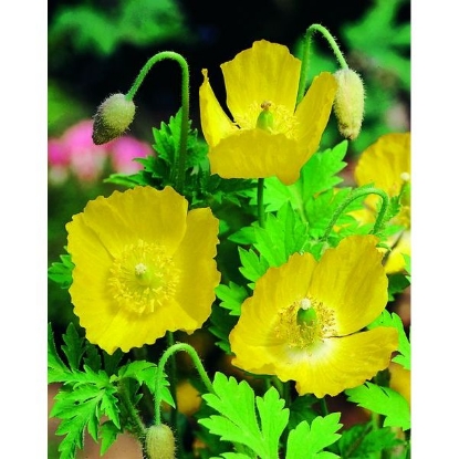 Picture of Welsh Poppy (Meconopsis cambrica)